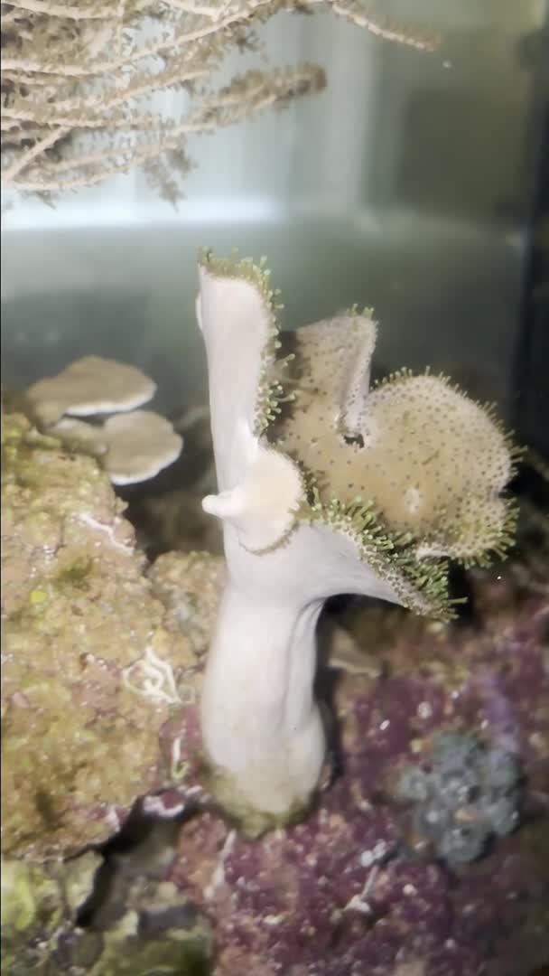 Is my toadstool self propagating?