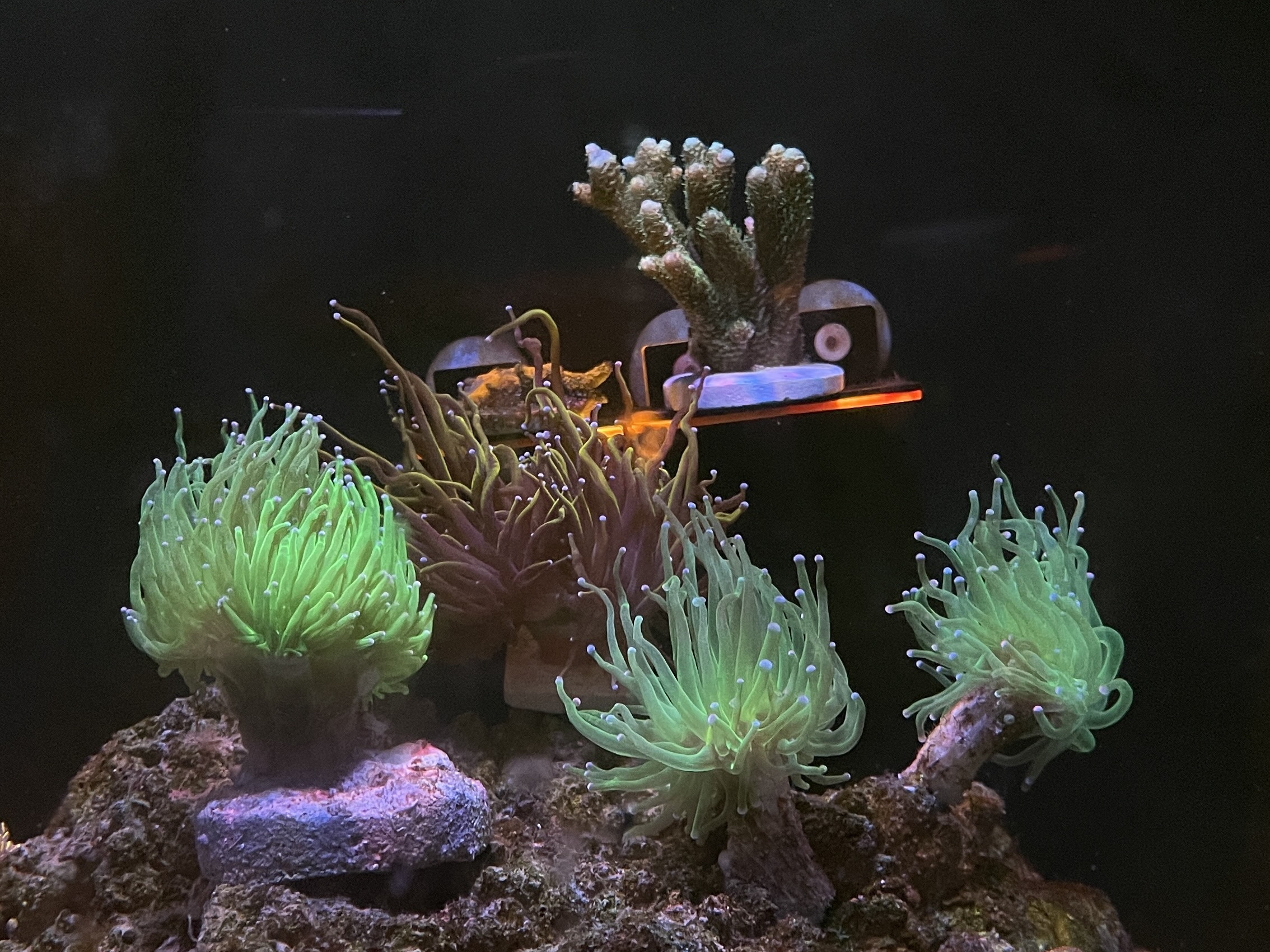 Tank Image