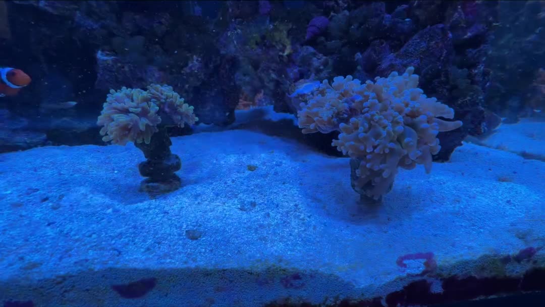 My frogspawn corals have stopped opening up for some reason any thoughts ? 
Alk 9.5
Cal 49...