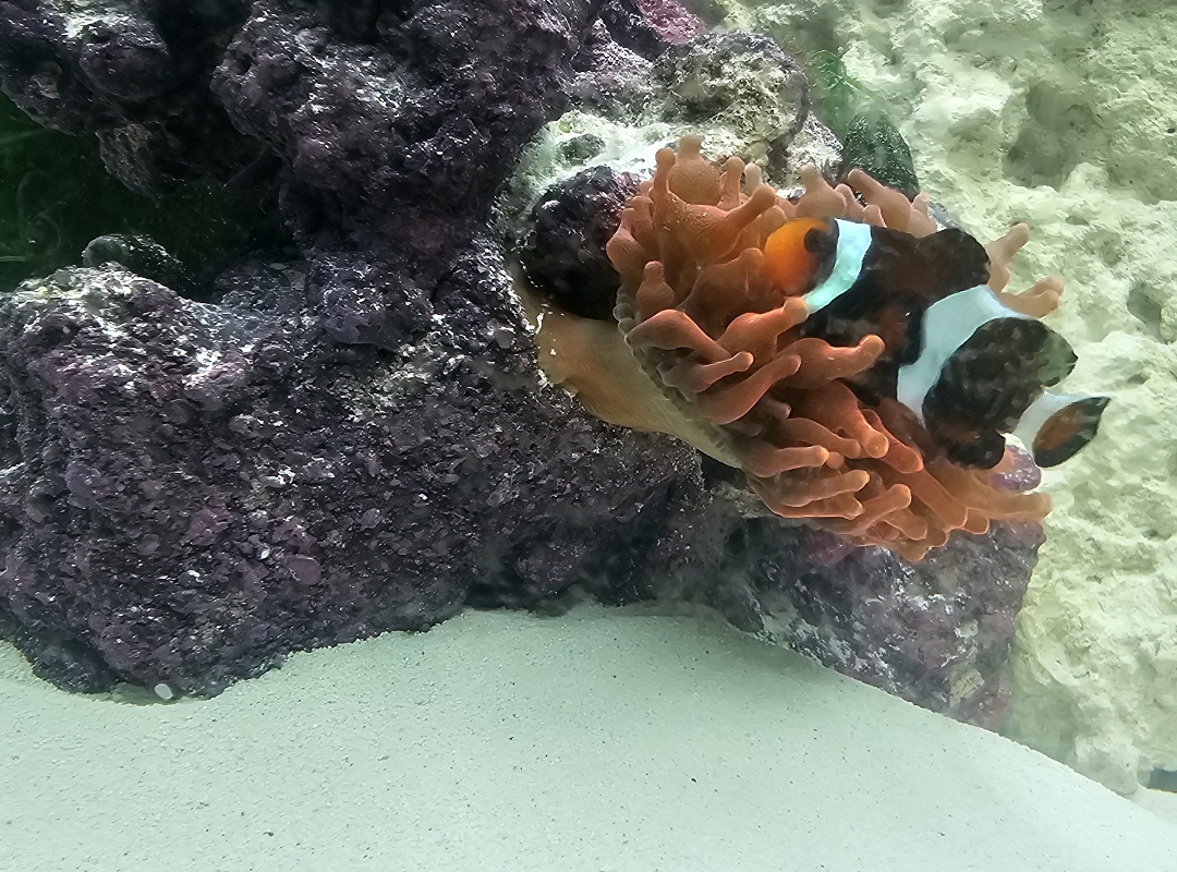 Tank Image