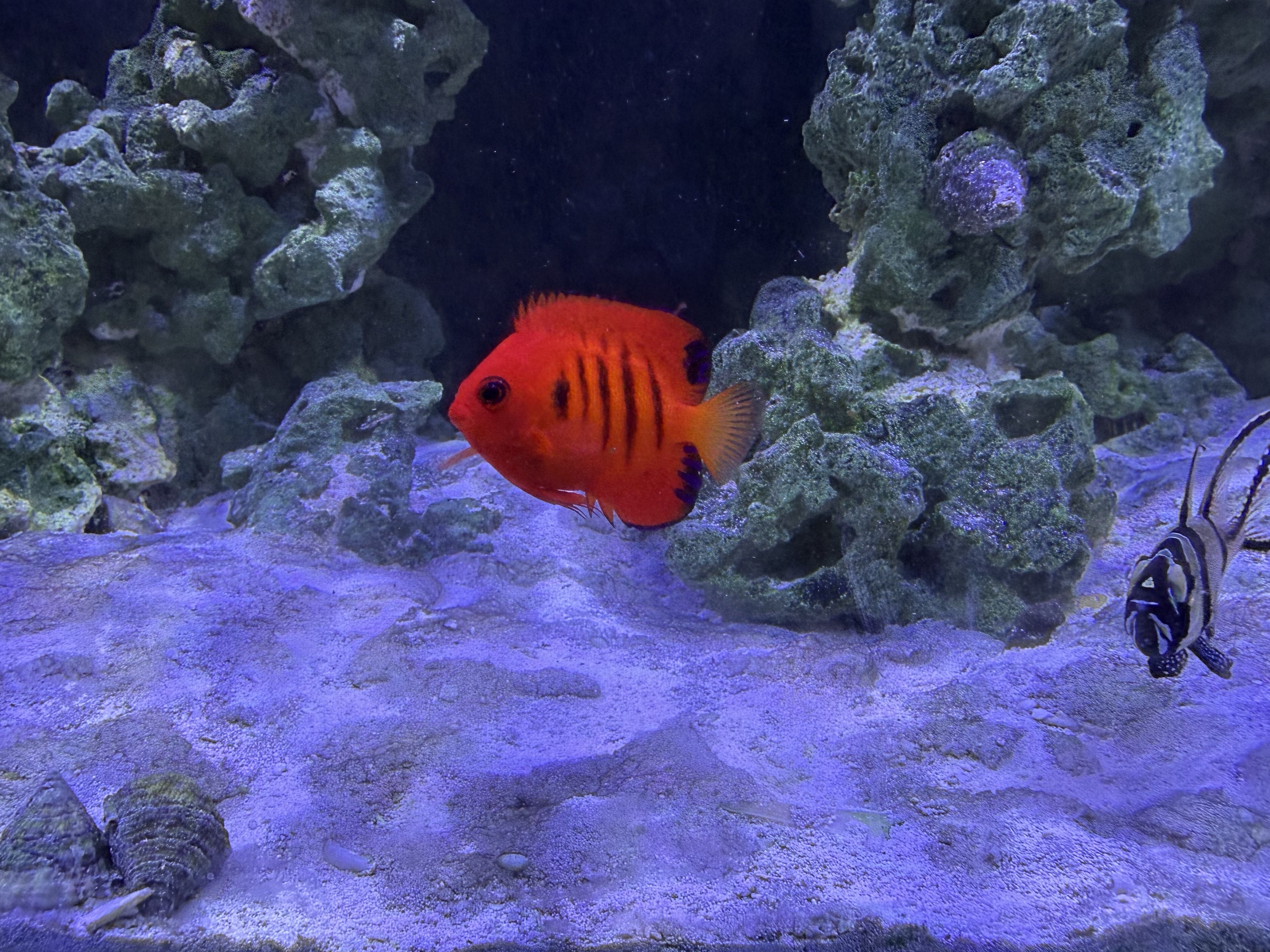Tank Image