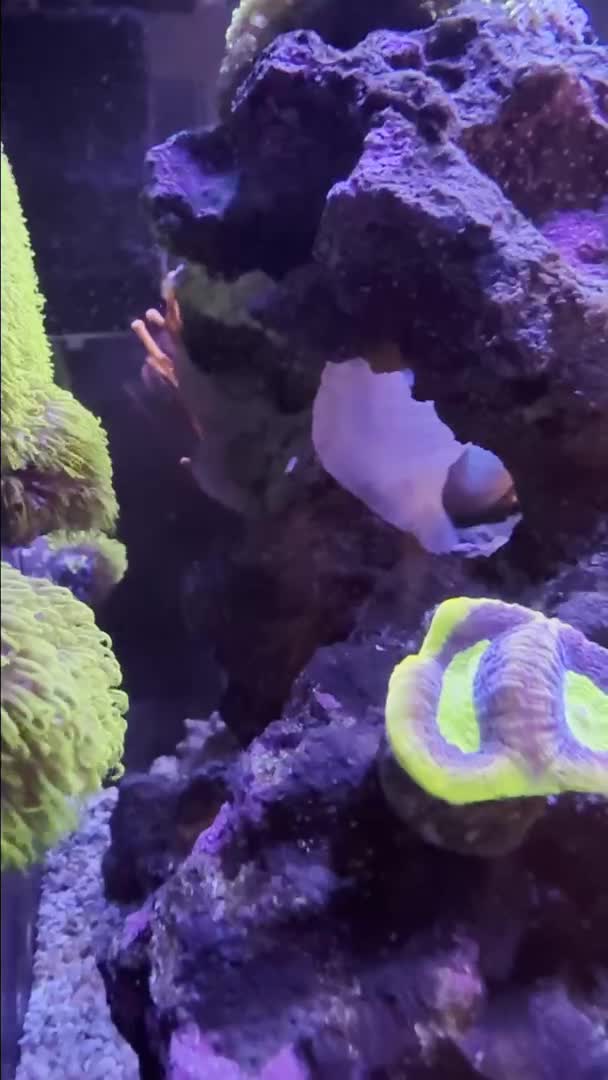 Anemone being an anemone or splitting? 🤔 I guess we wait and see!