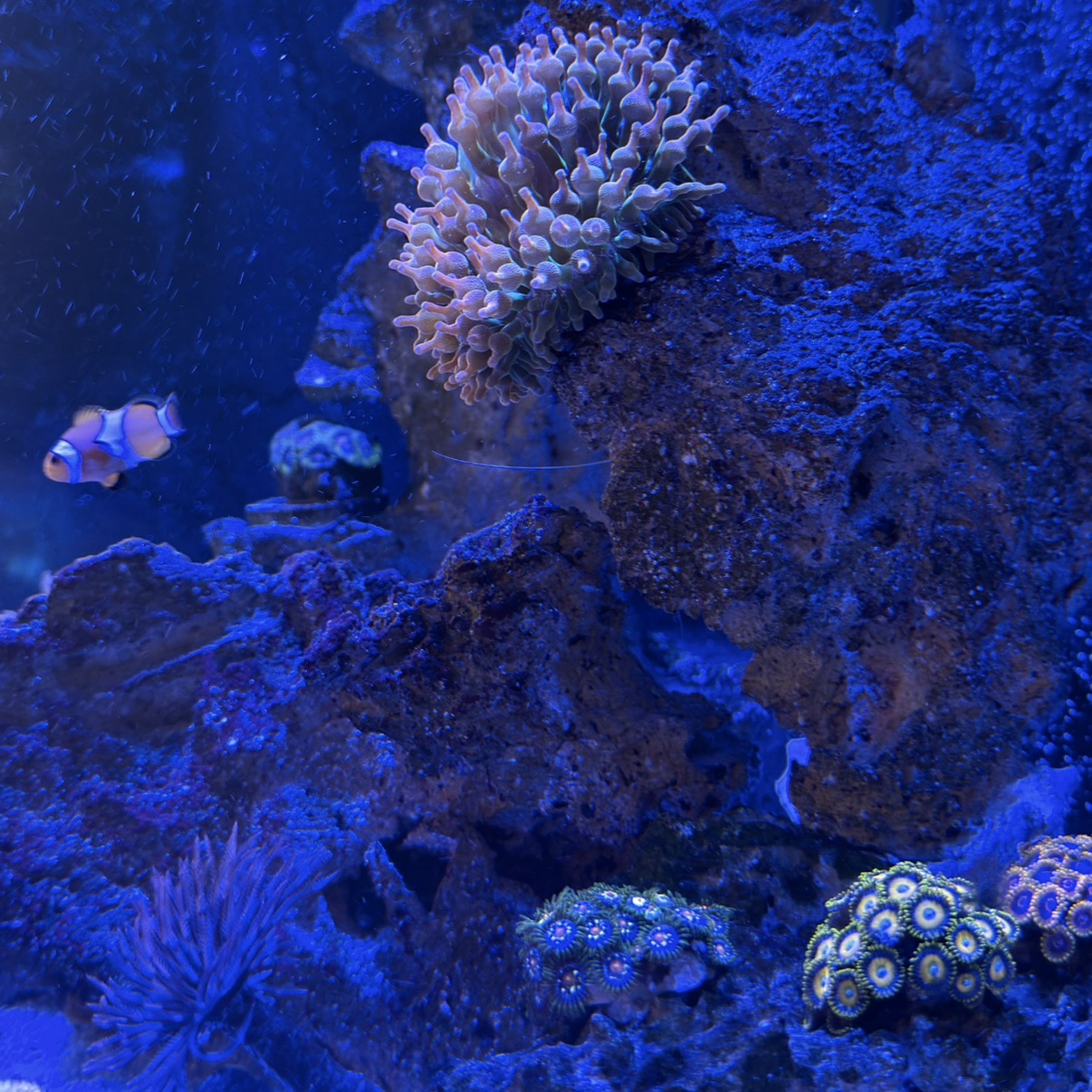 Tank Image