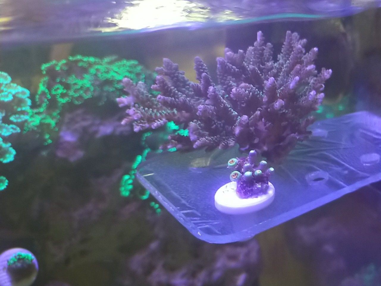 Tank Image