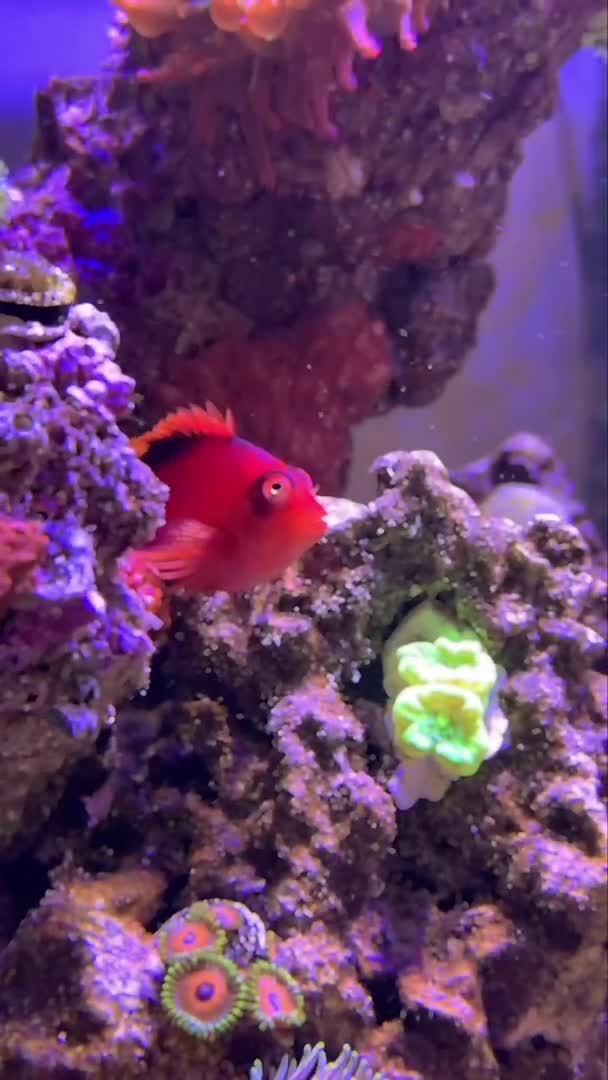 🌎🐠 Happy World Reef Day! 🪸 Every coral in my reef tank started as a...