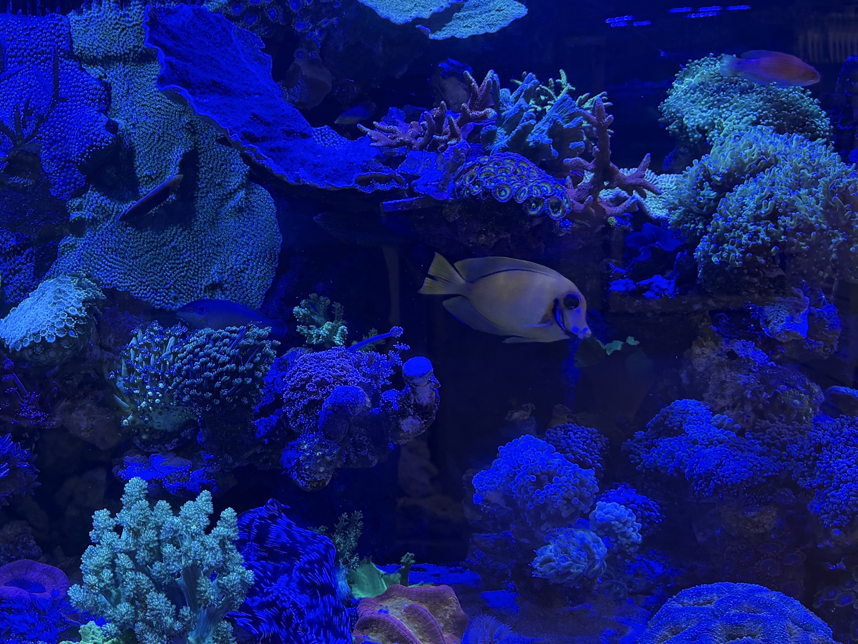 Tank Image