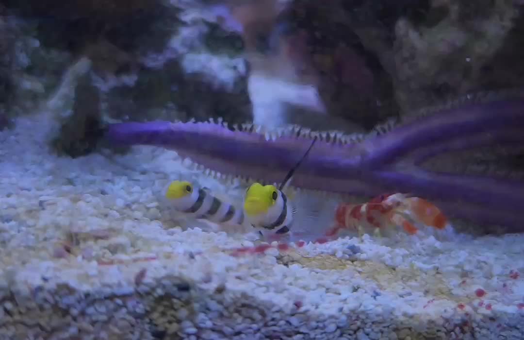 Meu goby hifin estabelecido aceitou a nova adição! Tô tão feliz de ter esse triozinho! Um...
