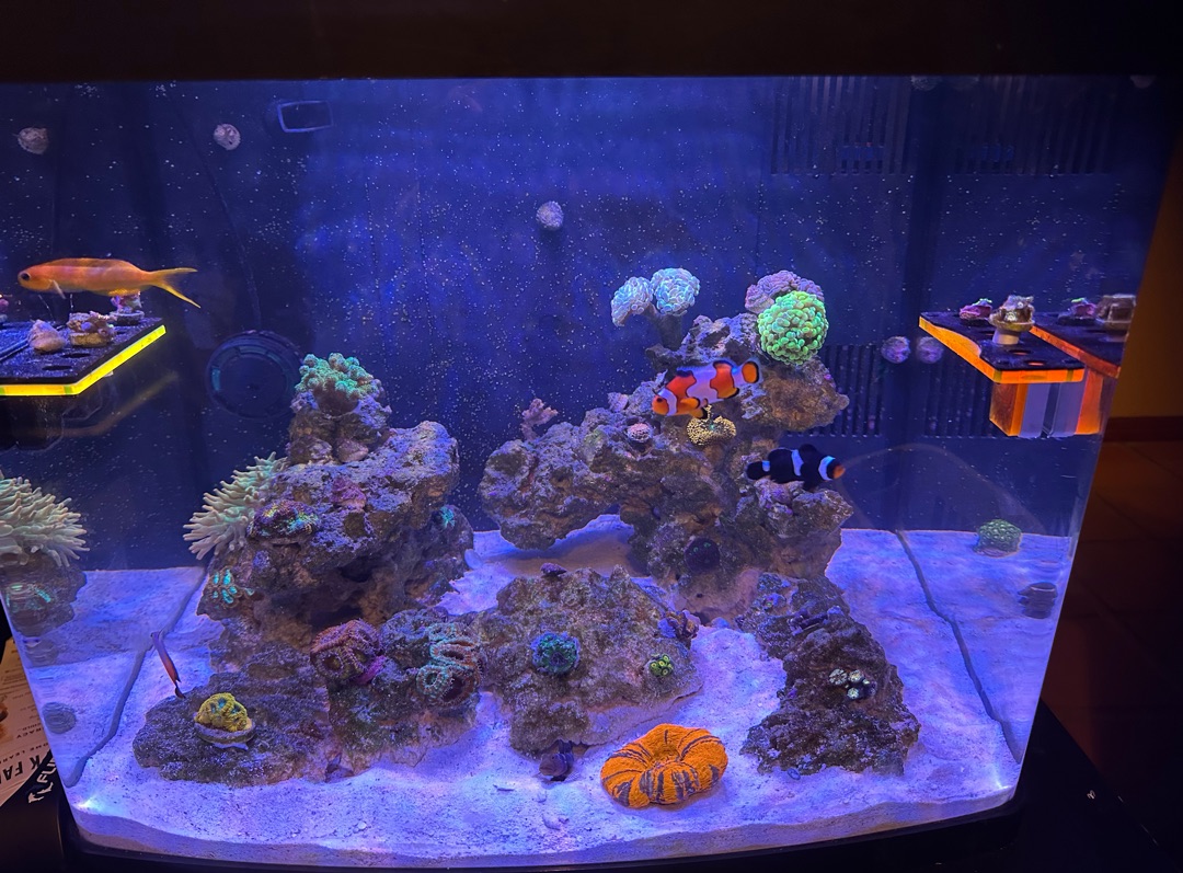 Tank Image