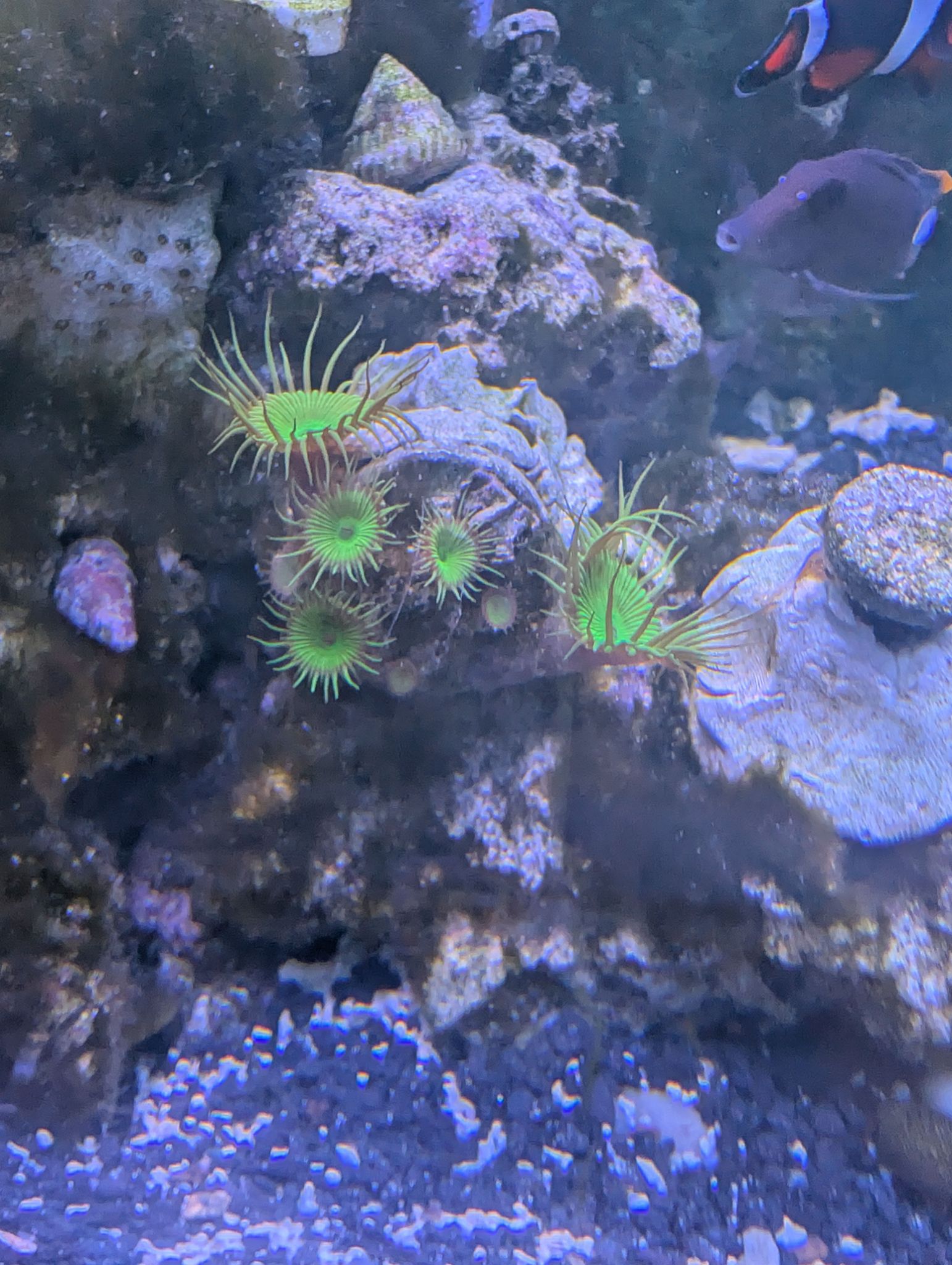 Green zoanthids colony with clownfish and pufferfish in reef tank - Zoanthids, Clownfish, Pufferfish