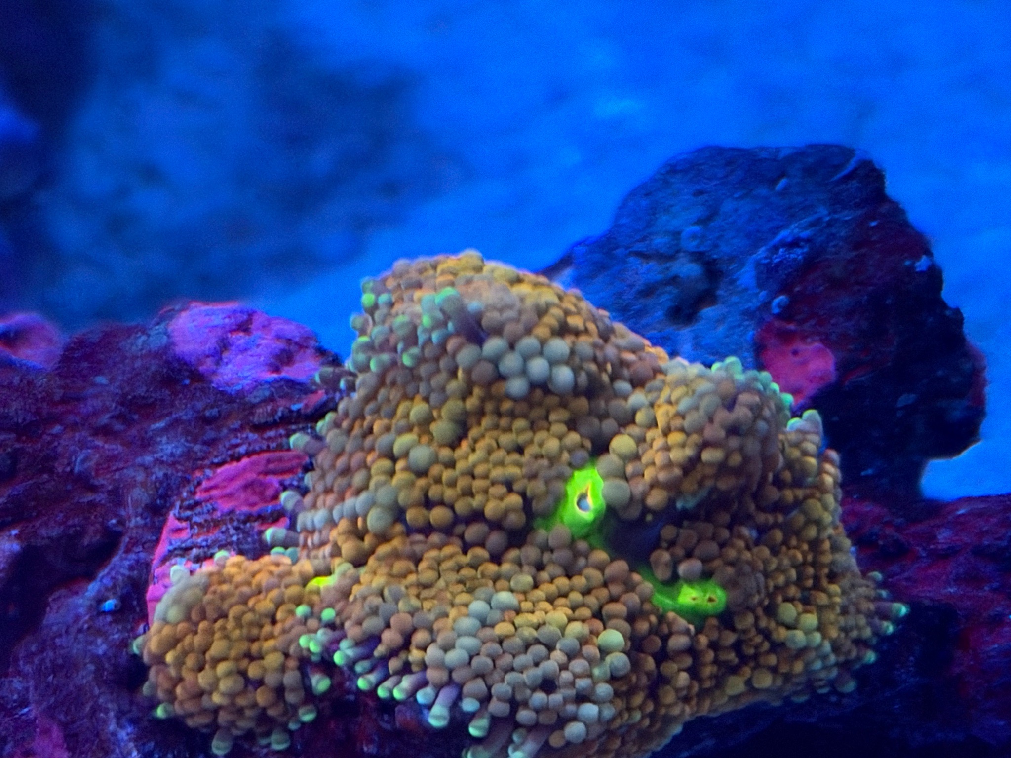 Ricordea mushroom coral zoanthids and torch coral showcase (photo 6)