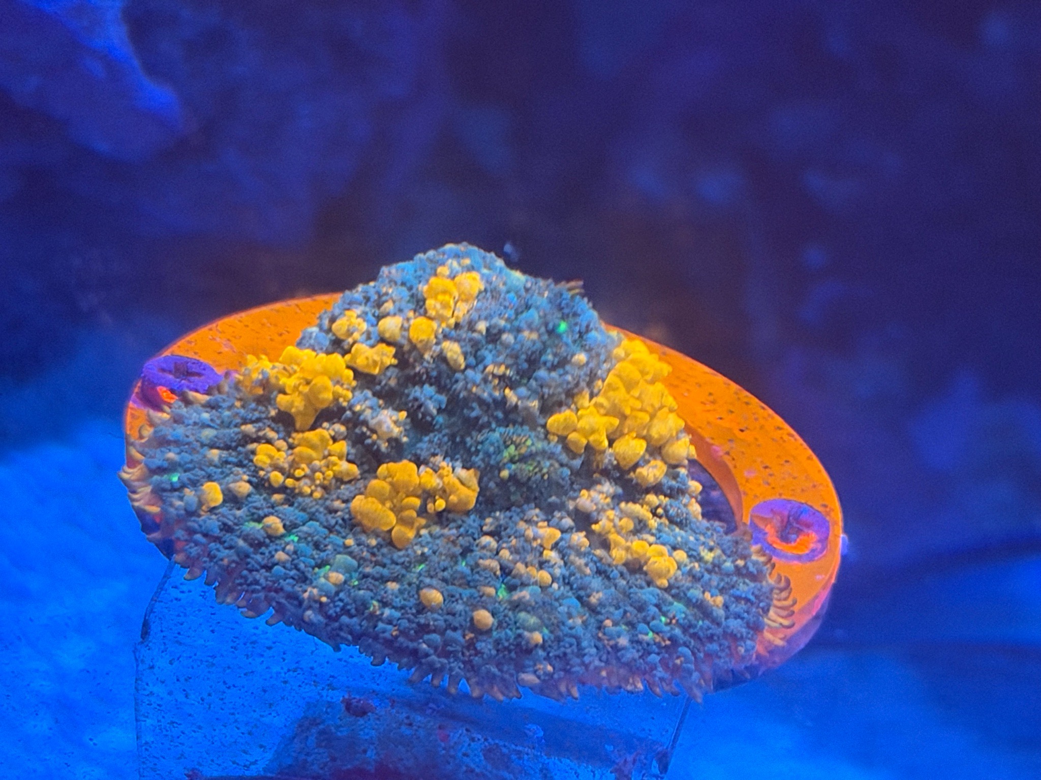 Ricordea mushroom coral zoanthids and torch coral showcase (photo 8)