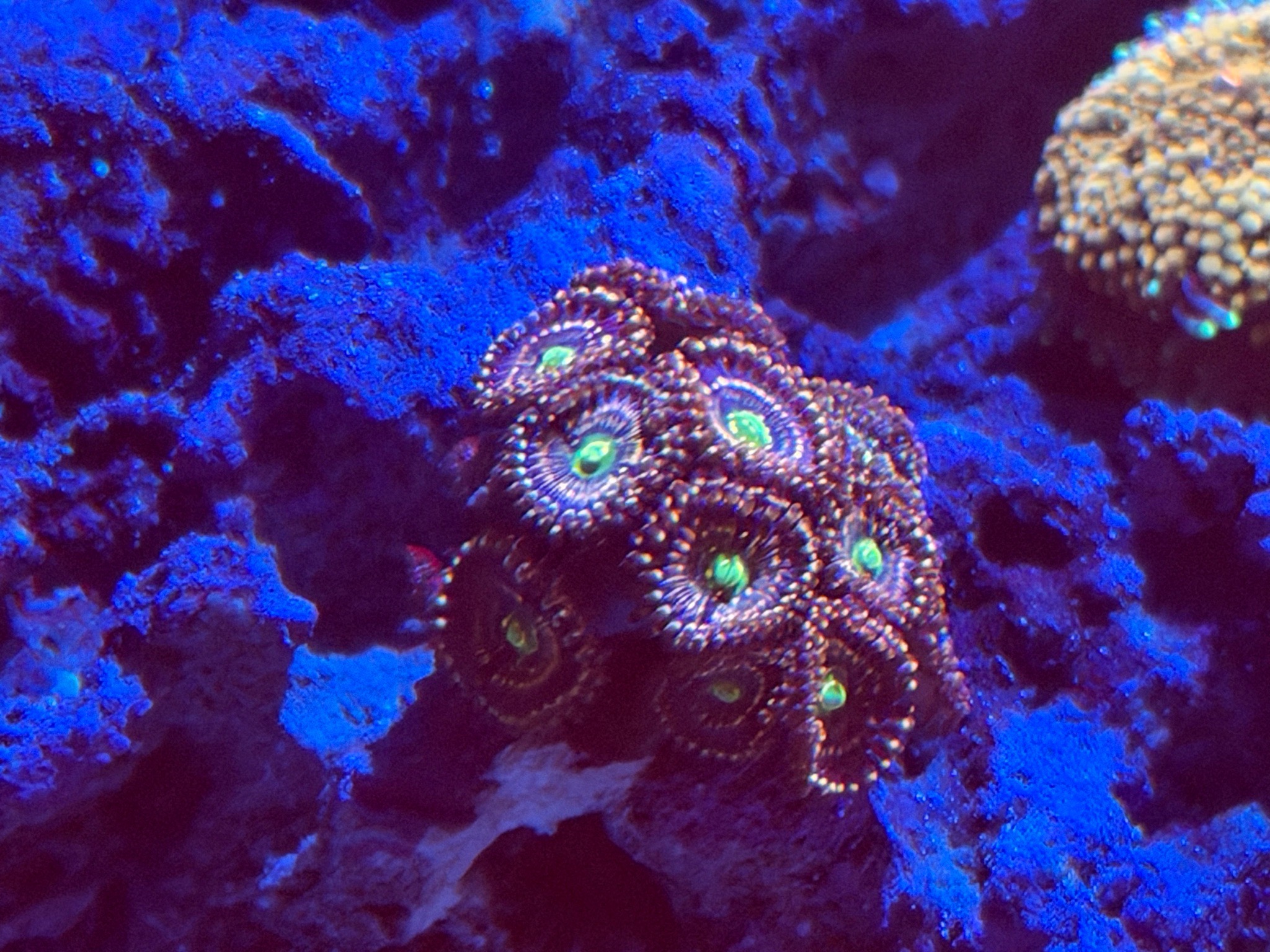 Ricordea mushroom coral zoanthids and torch coral showcase (photo 2)