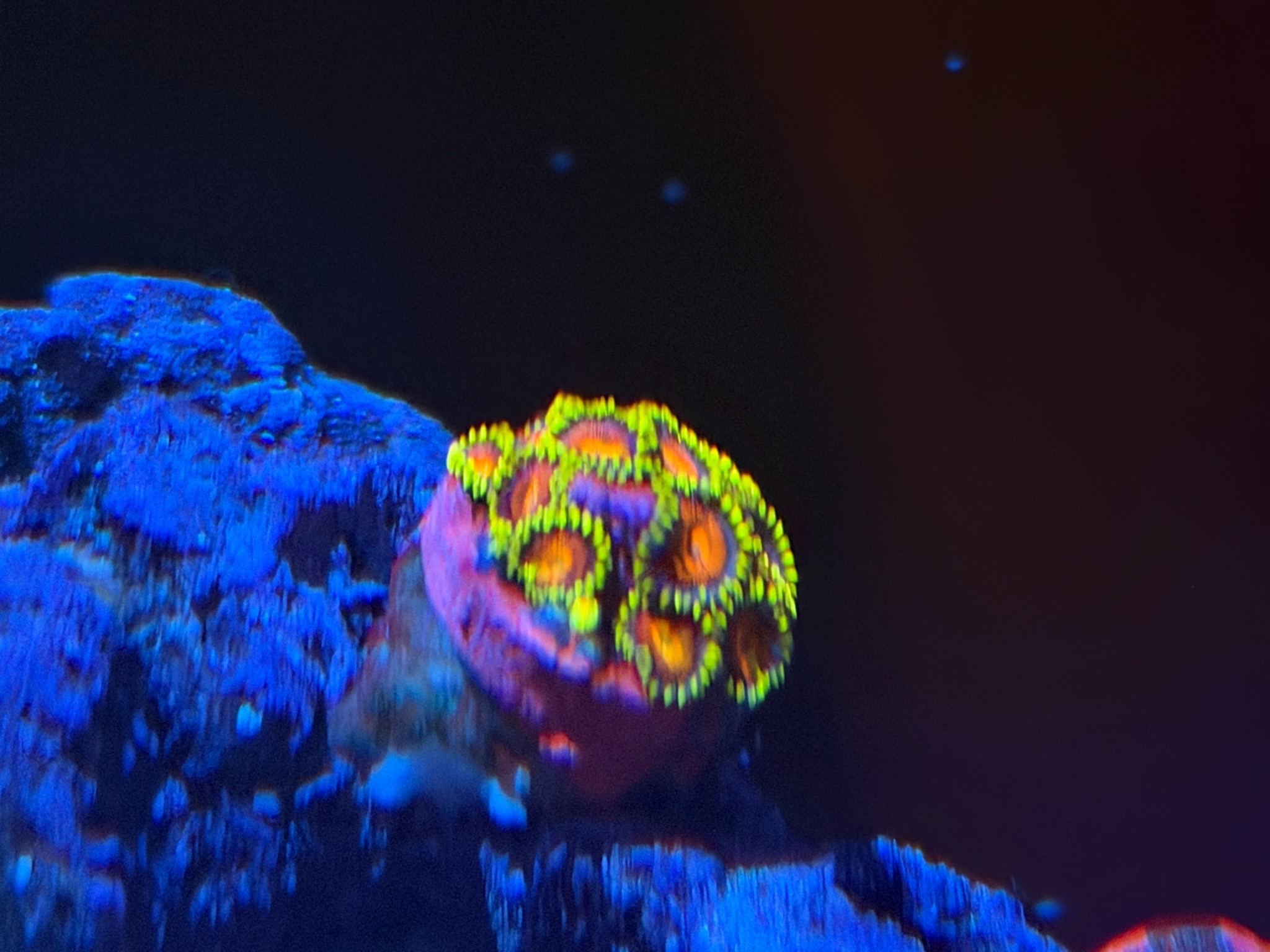 Ricordea mushroom coral zoanthids and torch coral showcase (photo 7)