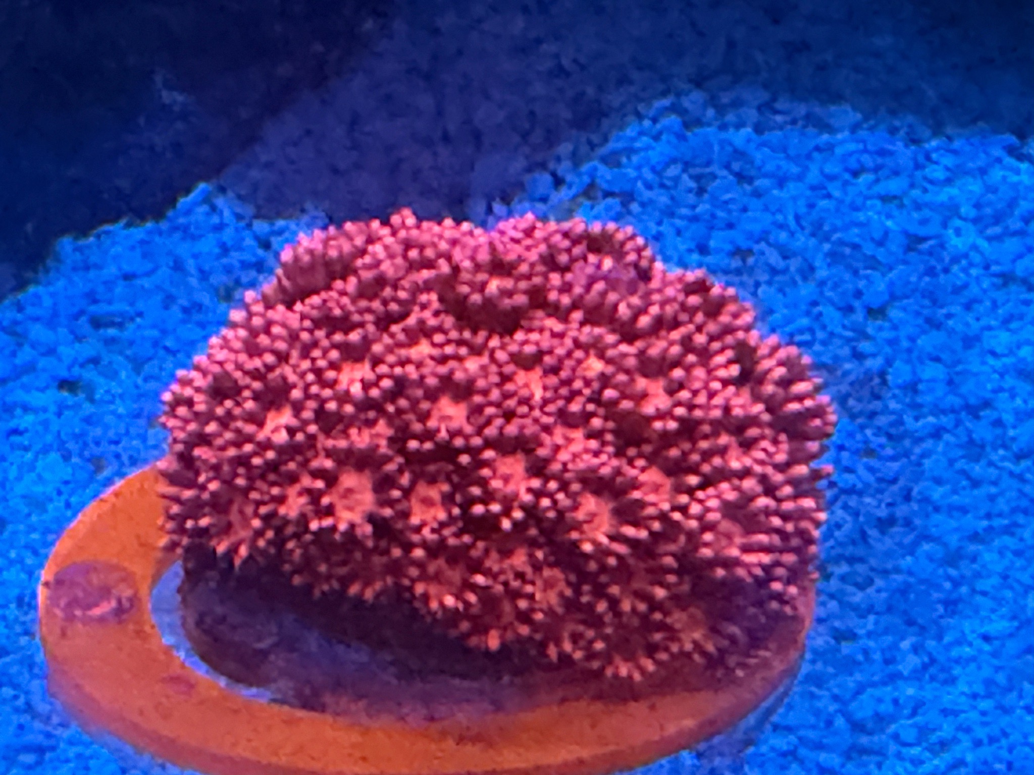 Ricordea mushroom coral zoanthids and torch coral showcase (photo 4)
