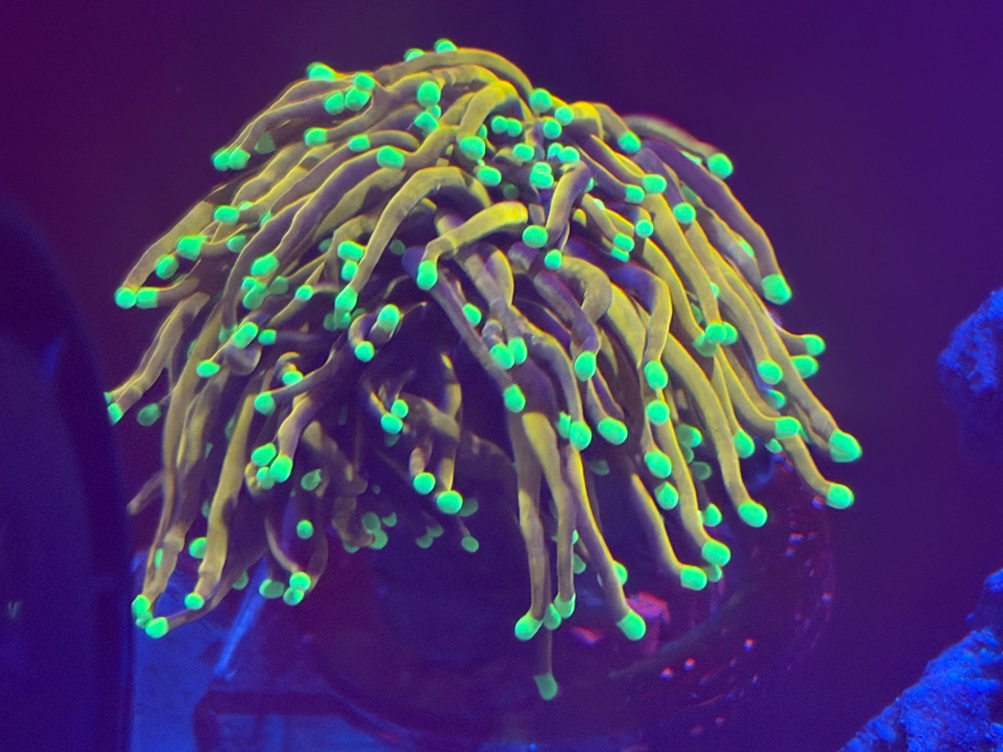 Ricordea mushroom coral zoanthids and torch coral showcase (photo 5)