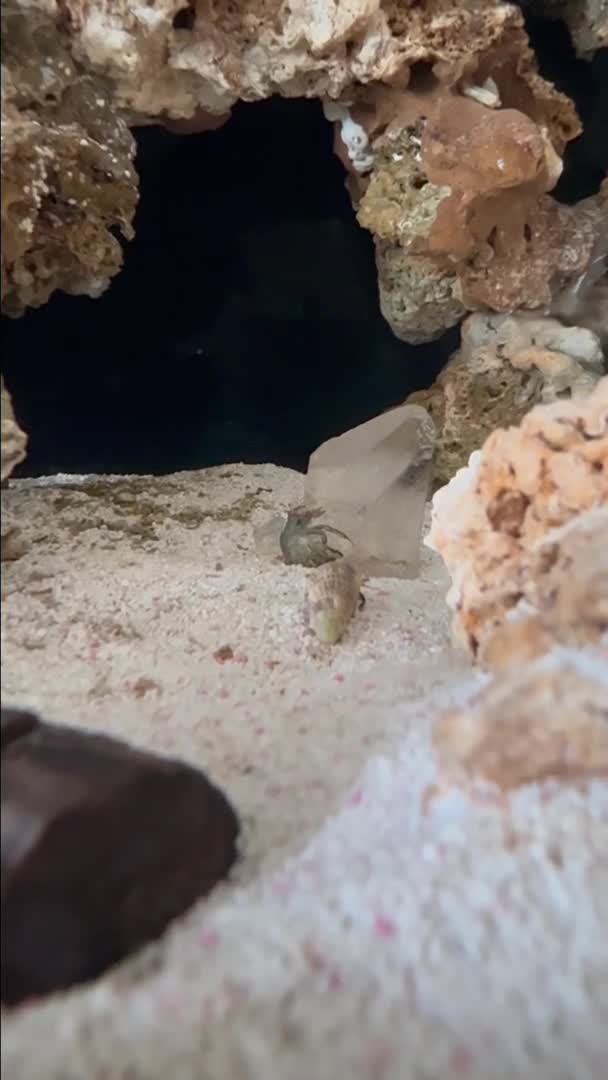 Hermit crab skin change