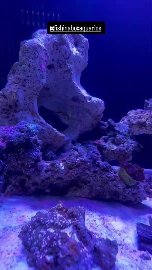 Say hello to the new teammate, Mr. Cleaner Shirmp