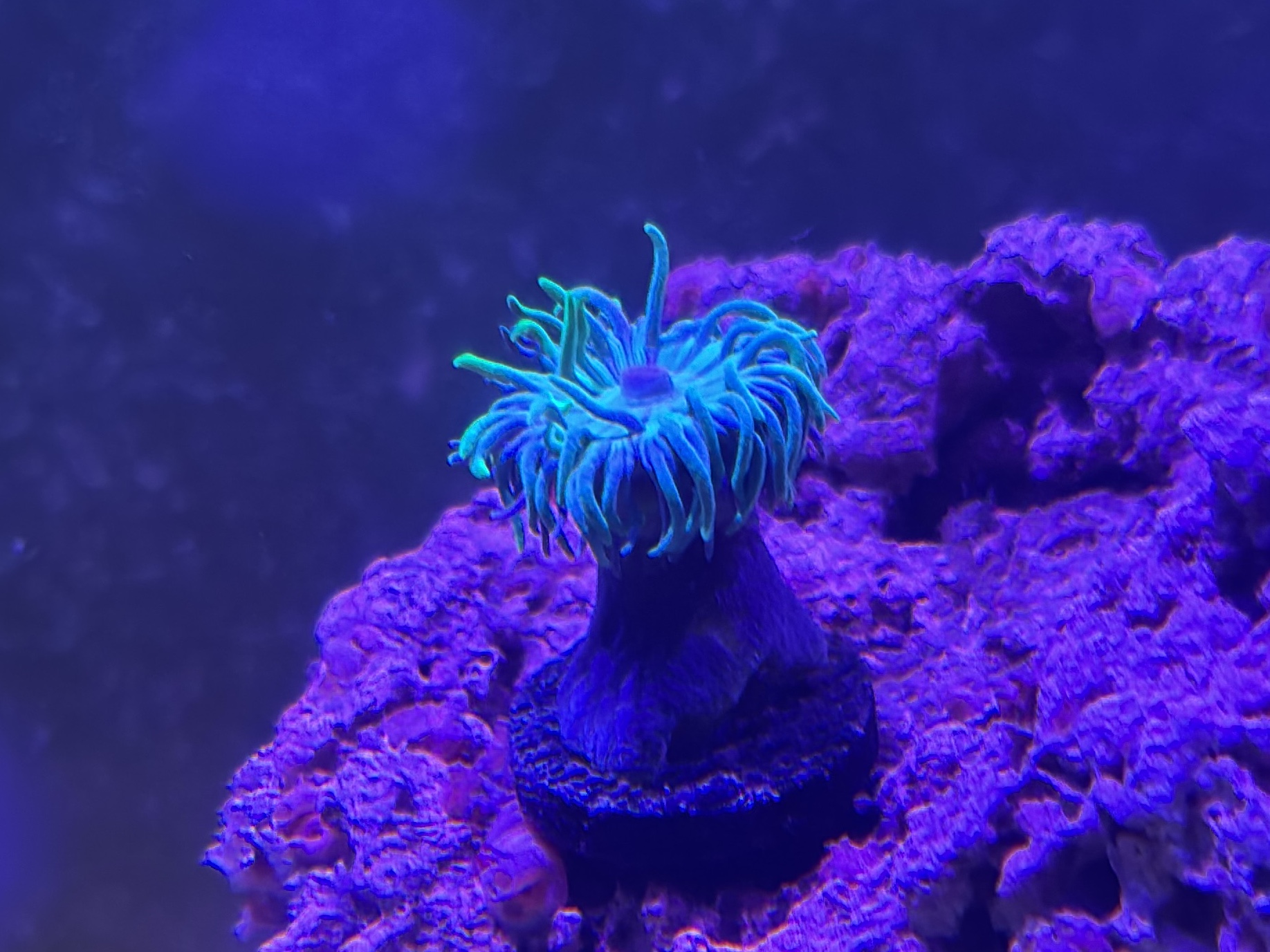 Tank Image