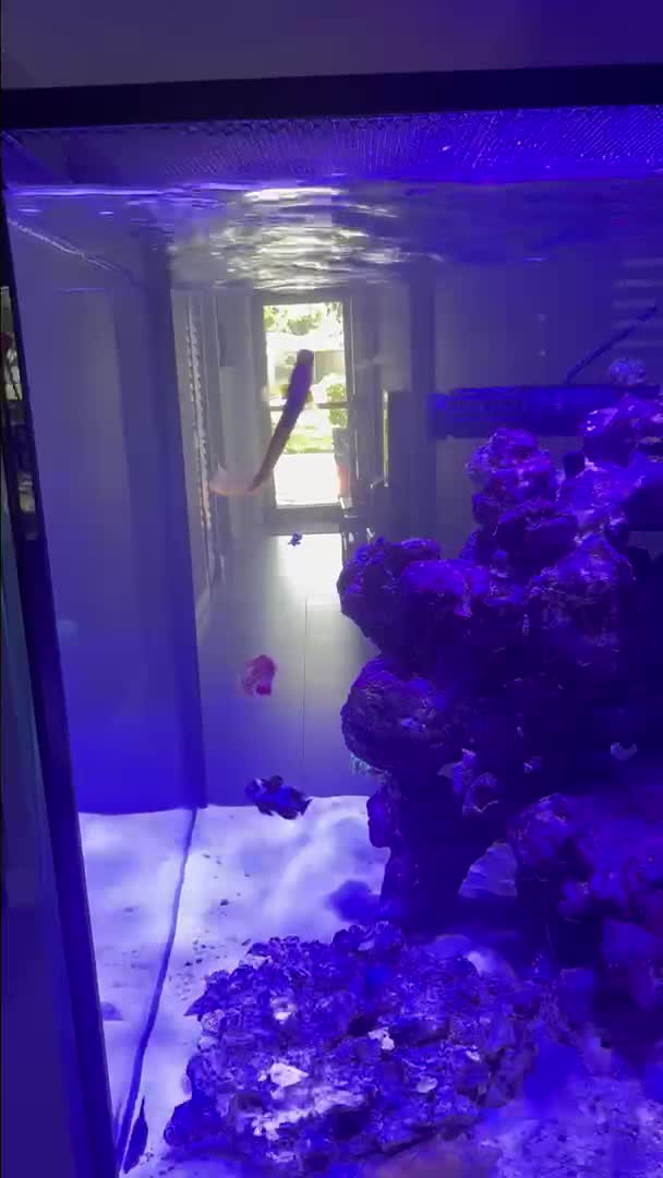 Reef tank post by lexy52476