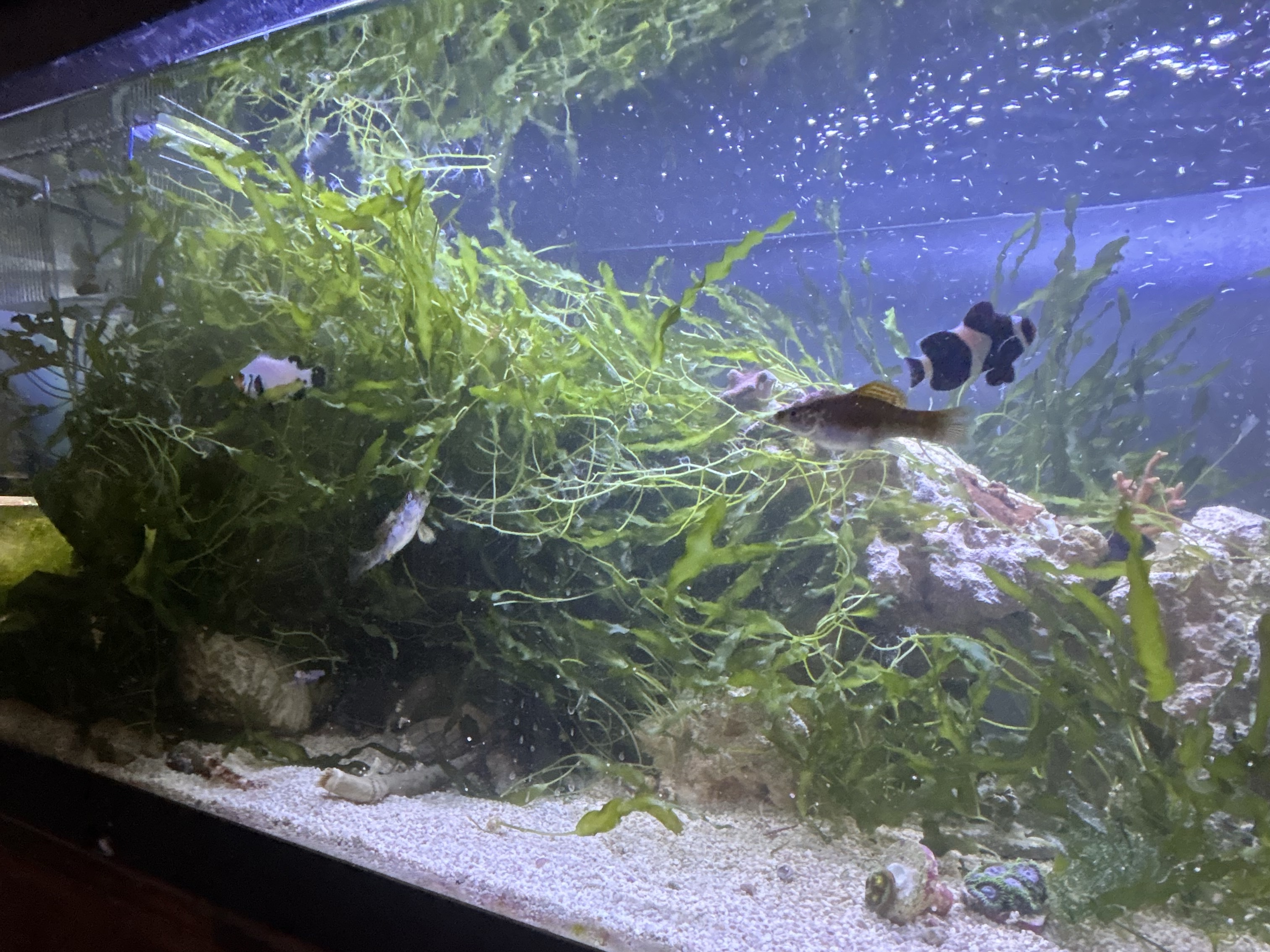 Tank Image