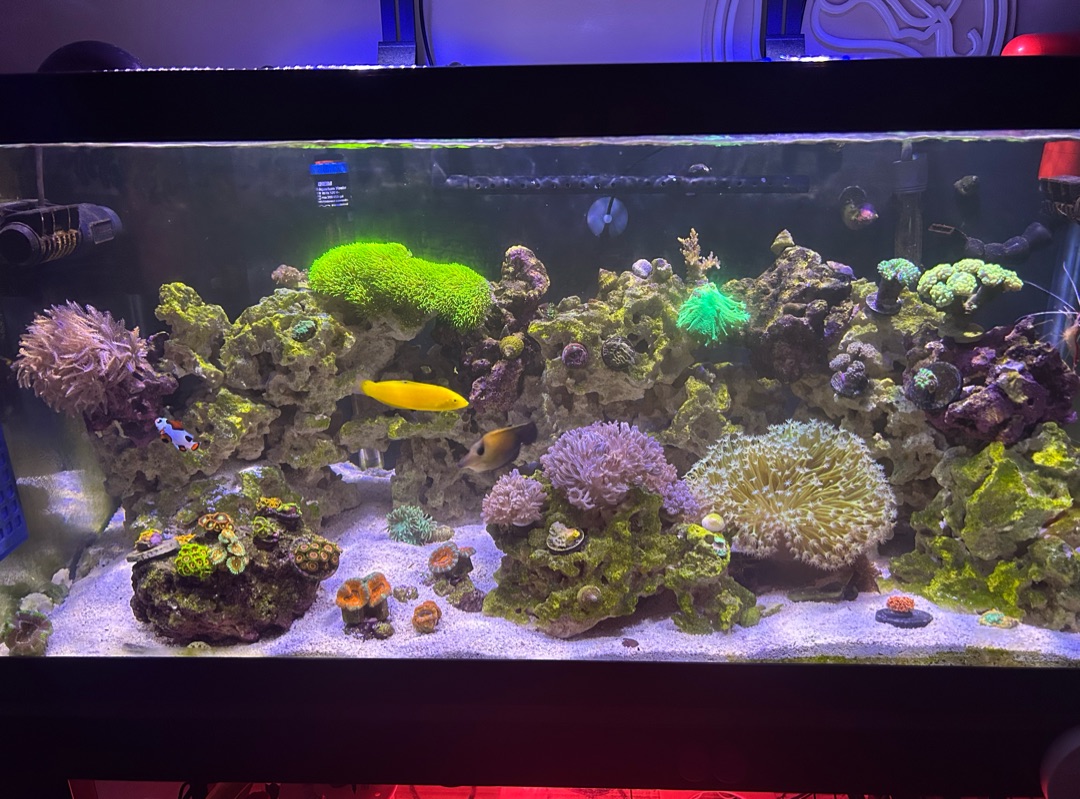 Tank Image