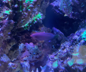 Fish Library Preview