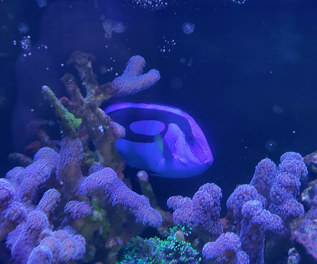 Blue Tang