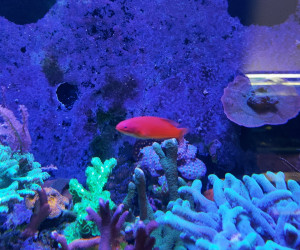 McCosker's Flasher Wrasse