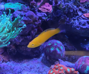 Canary wrasse