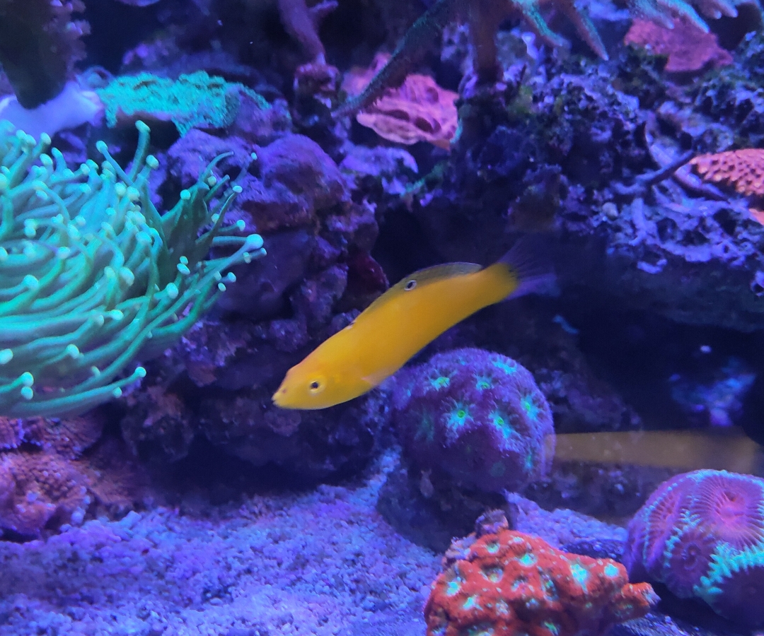 Canary wrasse