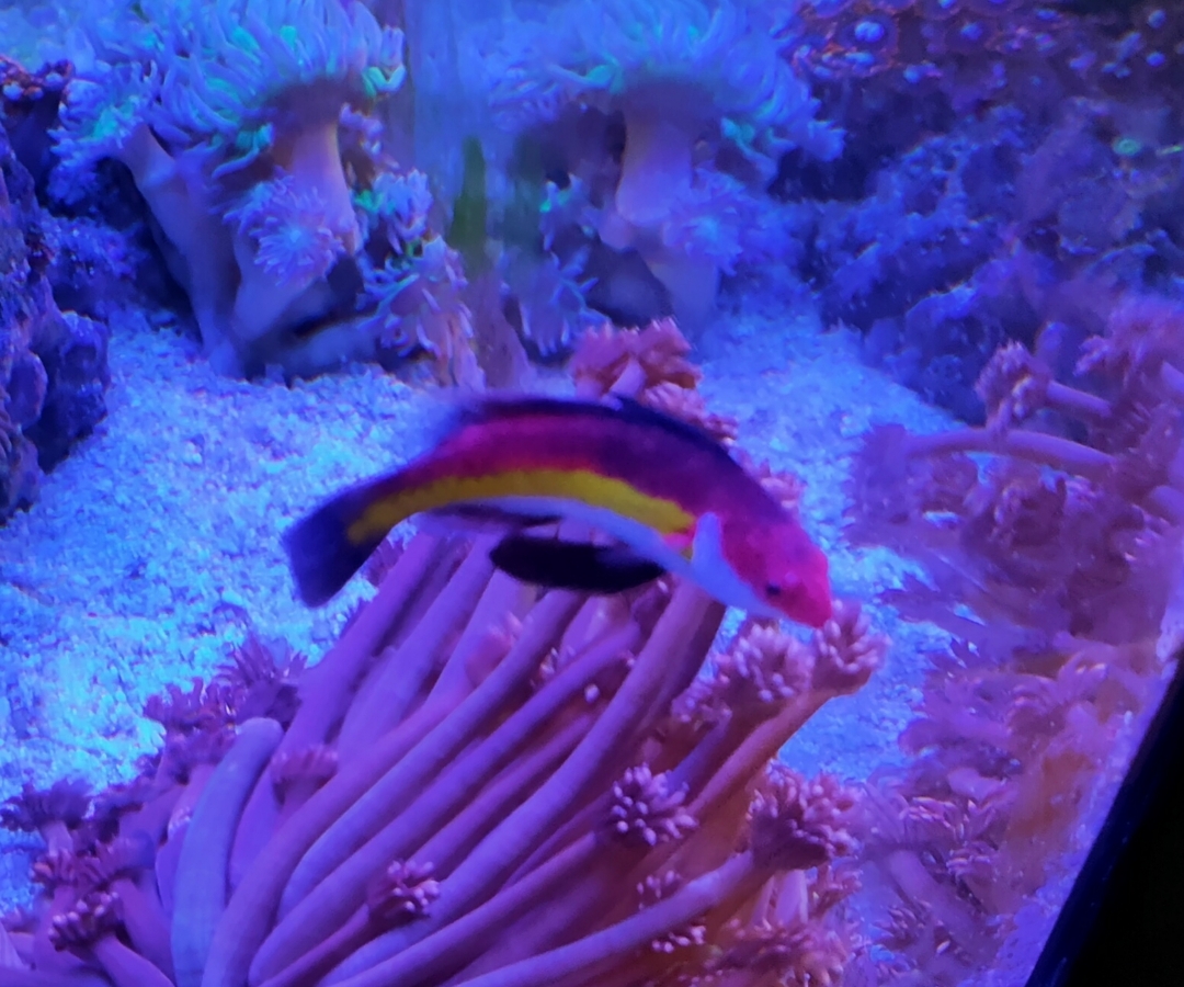 Naoko's Fairy Wrasse
