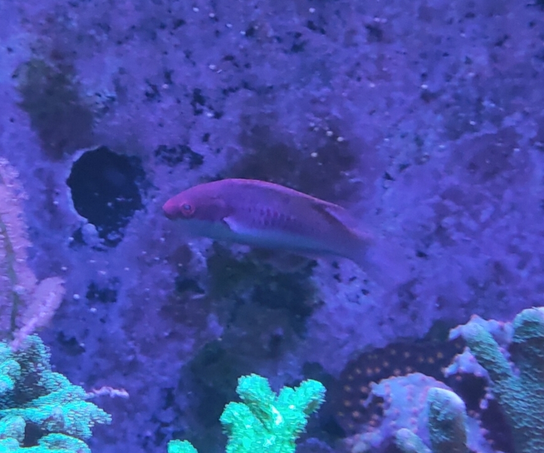 Bluehead Fairy Wrasse