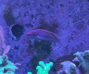 Bluehead Fairy Wrasse