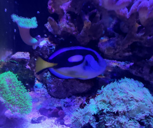 Yellow Belly Hippo Tang