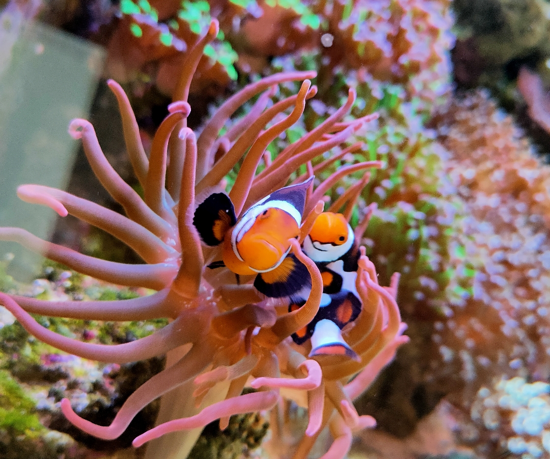 Ocellaris Clownfish