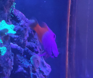 Fish Library Preview