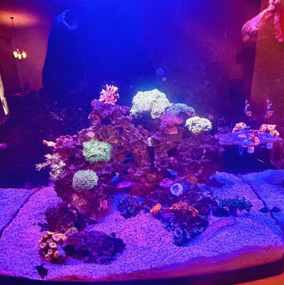 ReefKC