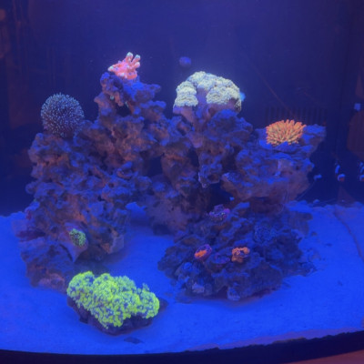 ReefKC