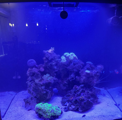 ReefKC