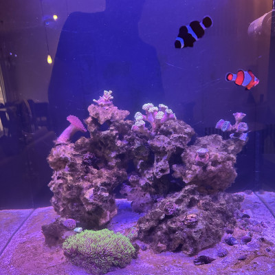 ReefKC