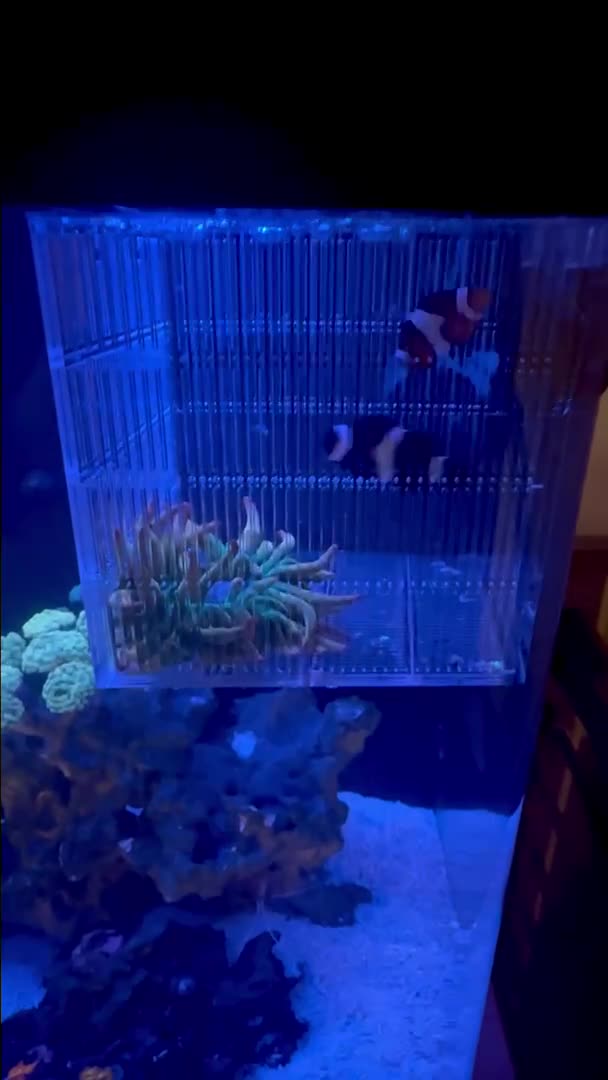 I managed to catch my clowns and get my anemone off the rock last night before the lights...