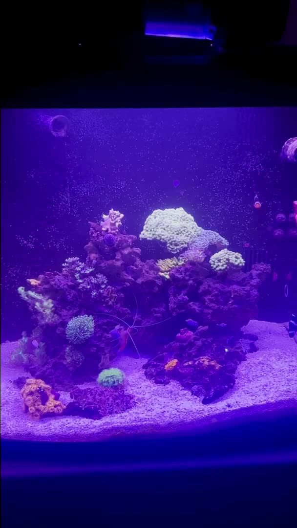 Just wanted to share because this tank is looking so good and was curious what other coral...