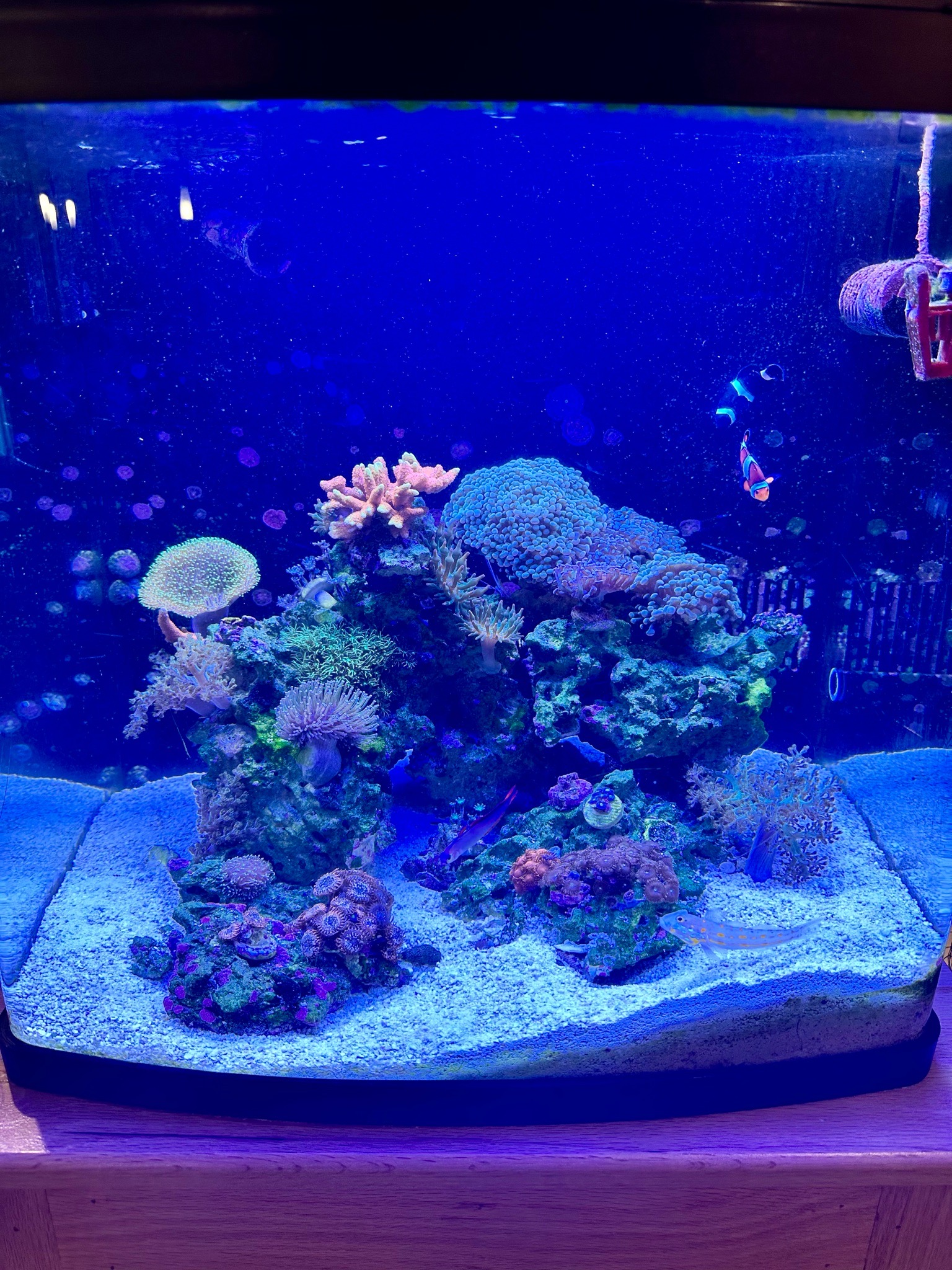 Clownfish with bubble tip anemone and zoanthids in reef tank - clownfish, bubble tip anemone, zoanthids