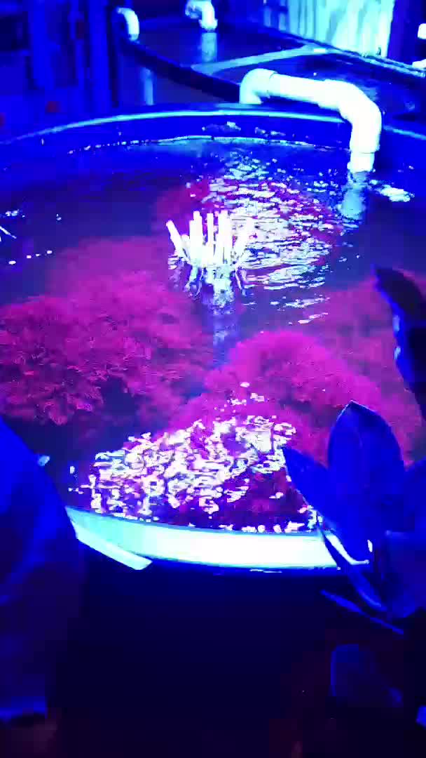 The refugium can be just as enjoyable after the display lights shut off