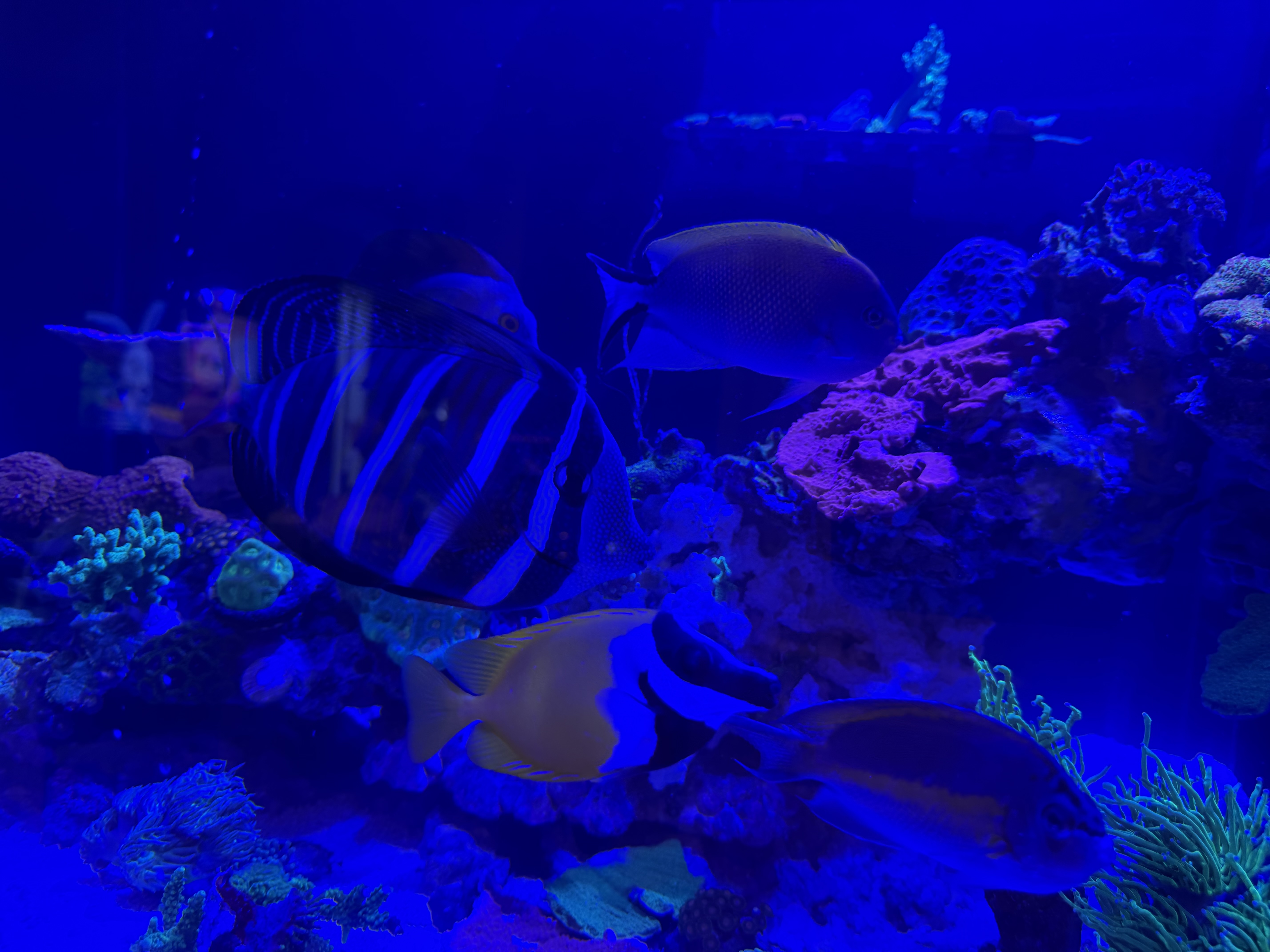Tank Image