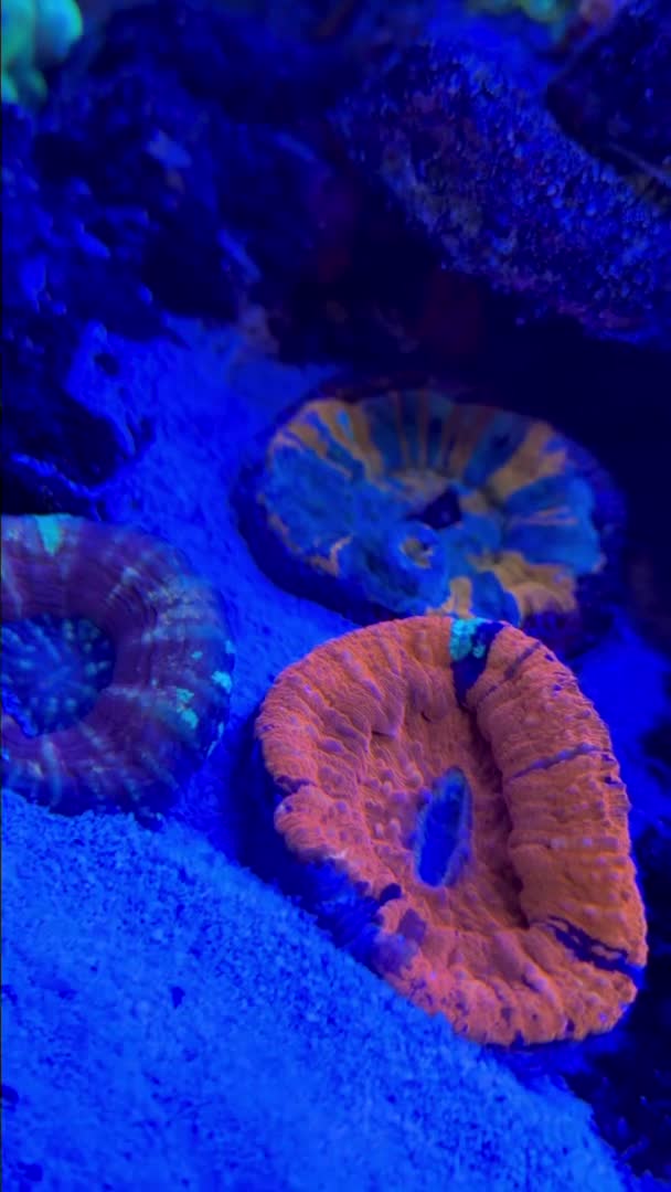 Wilsoni might be becoming my favorite coral.