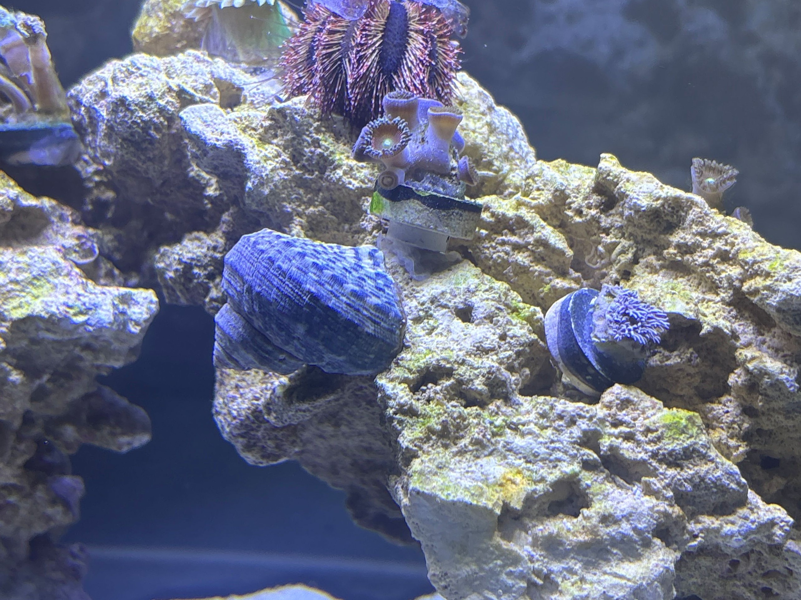 Tank Image