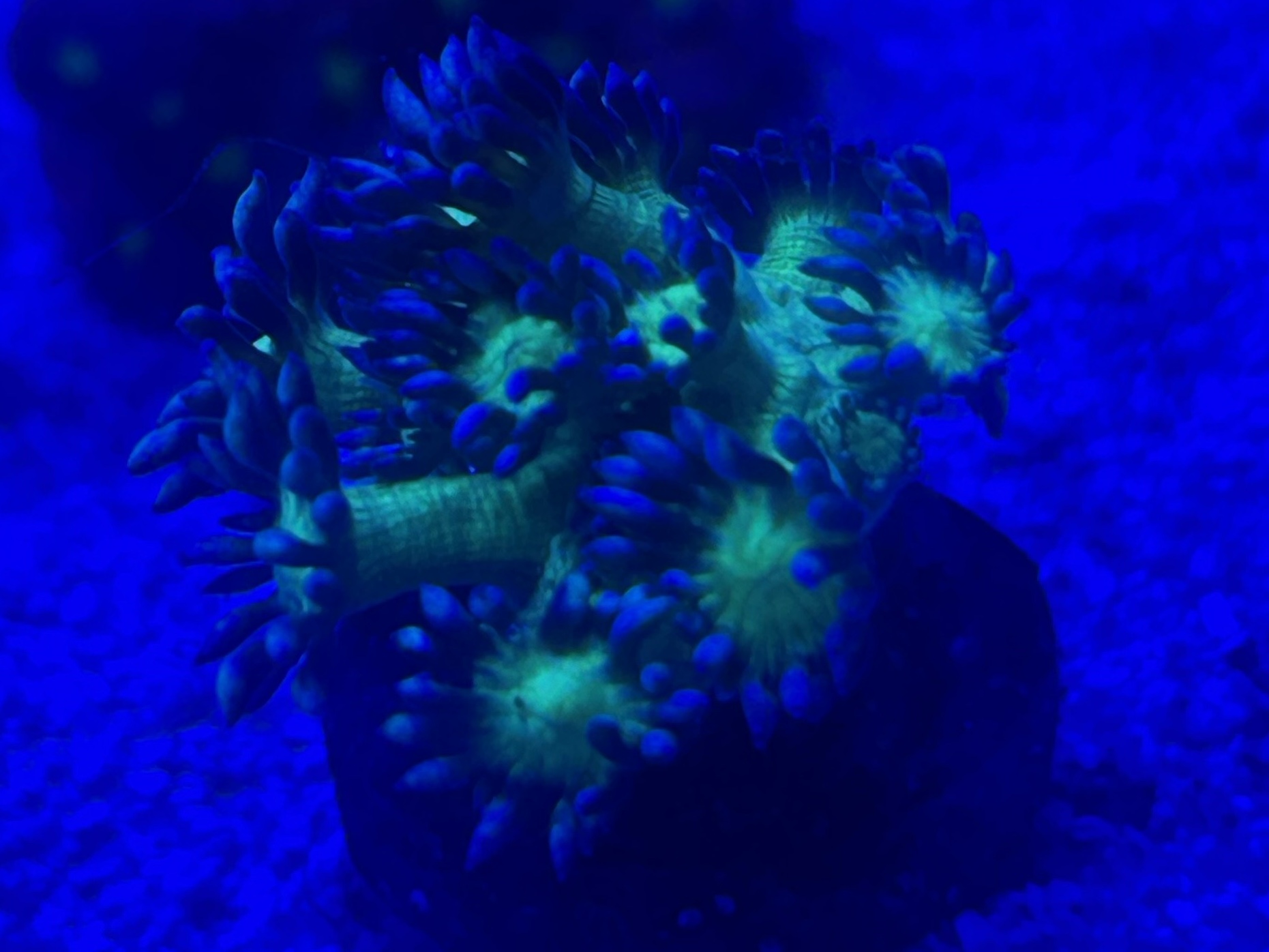 Tank Image