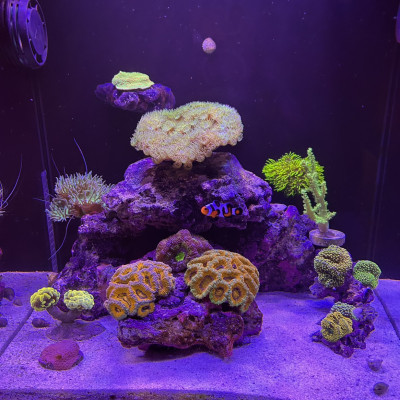 RRBan20