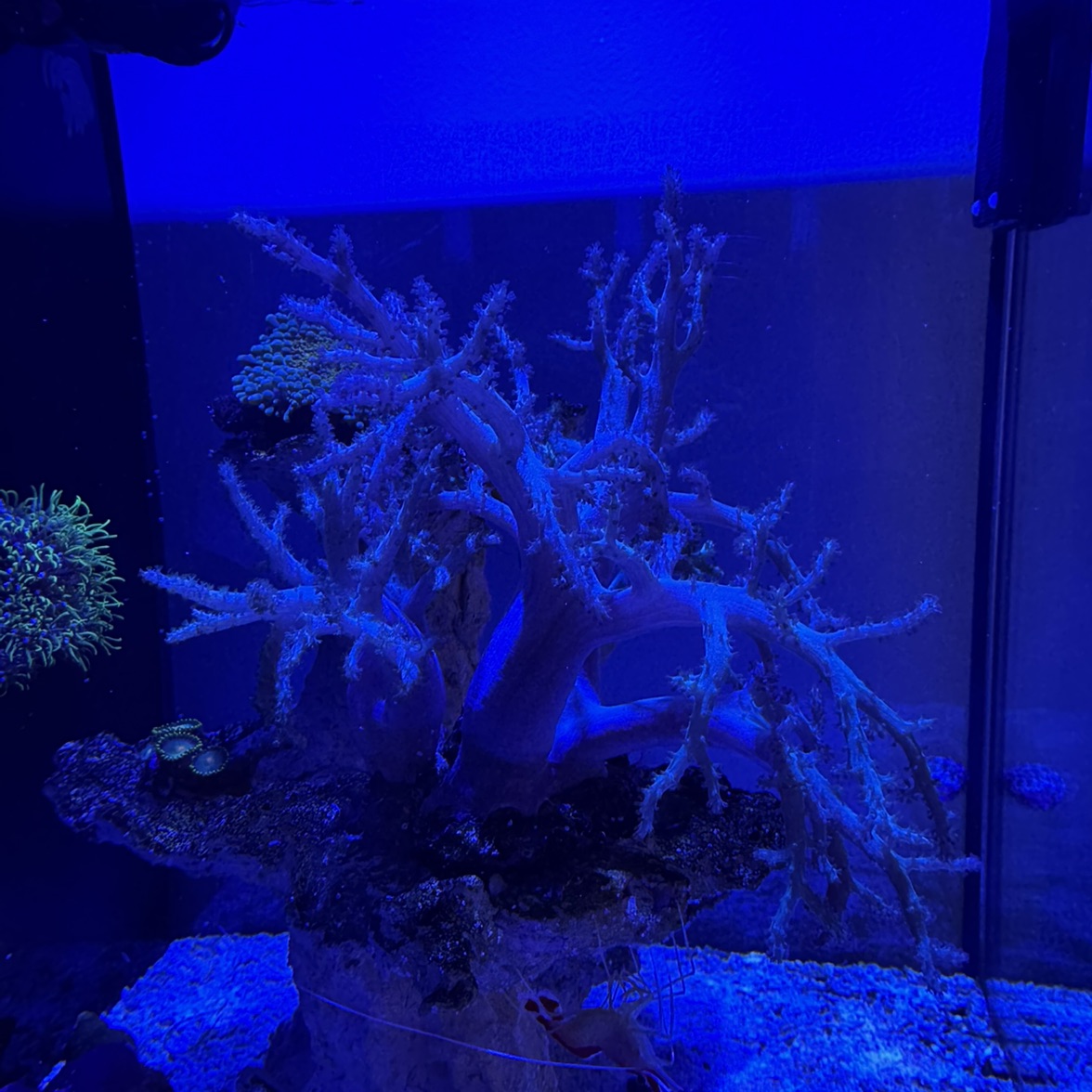 Tank Image
